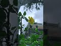 Nature beauty