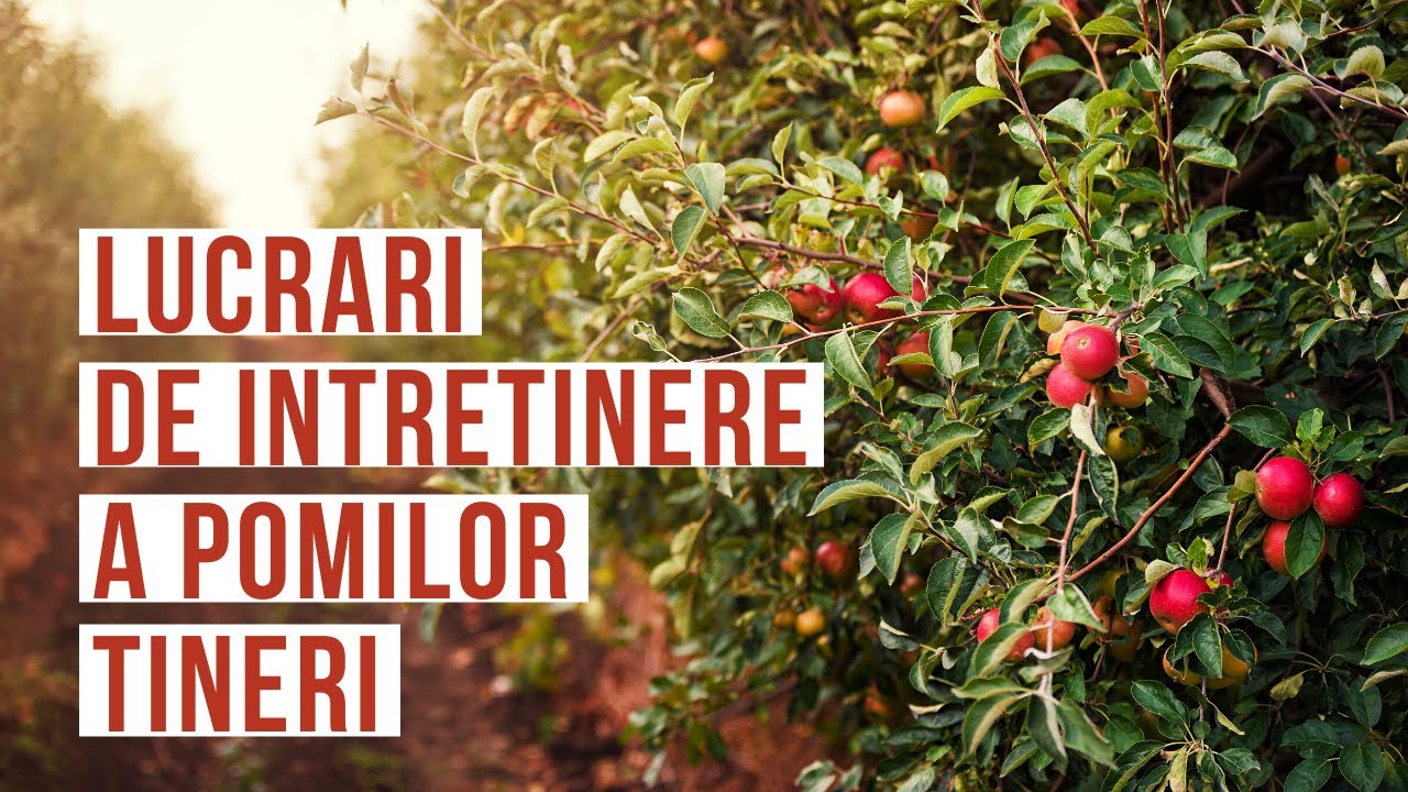 Taierea in verde | Forme de coroana | VIATA IN GRADINA