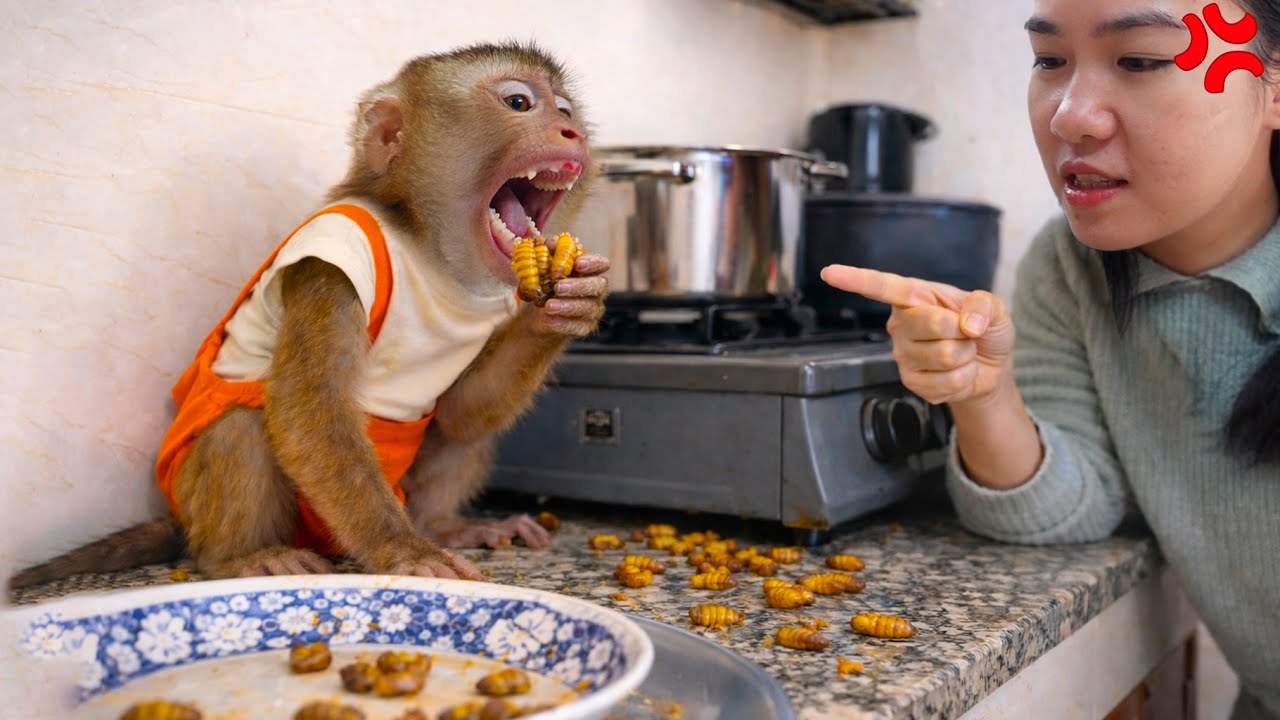 Pupu Monkey Secretly Ate Everything Mom Cooked 😱