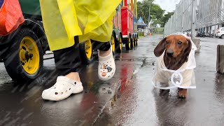 Mini dachshund walking through the rain