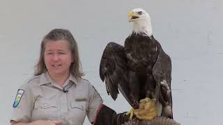 Bald Eagle at Monroe Lake | Indiana DNR