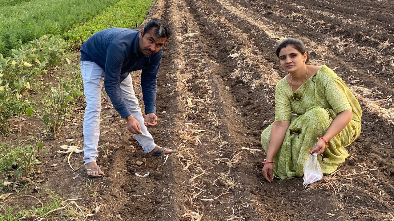 ઓગેનીક સાકભાજી નુ વાવેતર ચાલુ