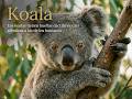 KOALA: EL MISTERIO DE LOS OJOS DE ÁMBAR .. #curiosidades #animales #naturaleza #sabiasque