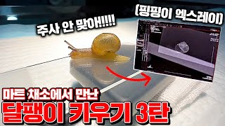 Raising Snail in Real Life!!! [Kkuk TV]