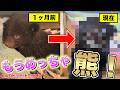 赤ちゃんグマって１ヶ月でこんなにデカくなるんやで…！