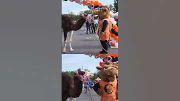 Best Friends Camels Meet In Real Life 