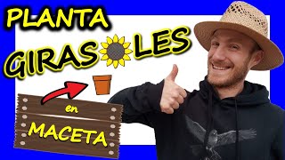 ⭐ Como SEMBRAR semilla de GIRASOL en MACETA 🌻