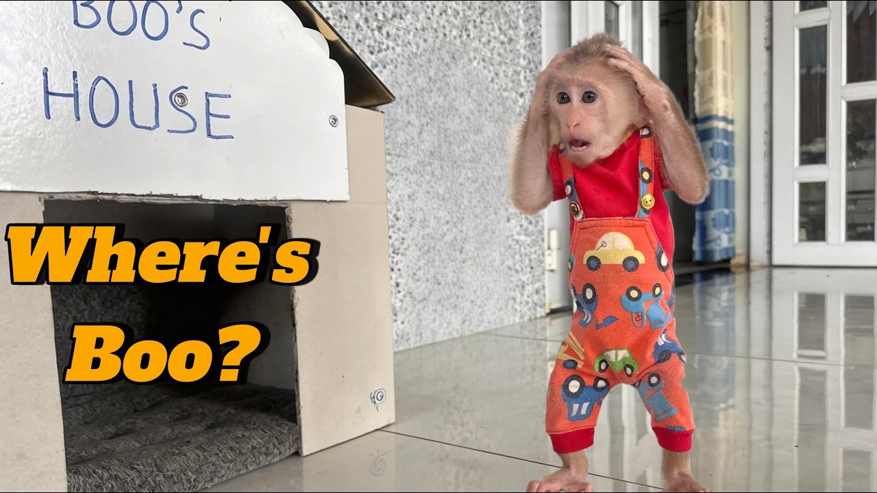 Lulu Panics When Boo Is Missing | Could Boo Be in Trouble Like Bull Before?