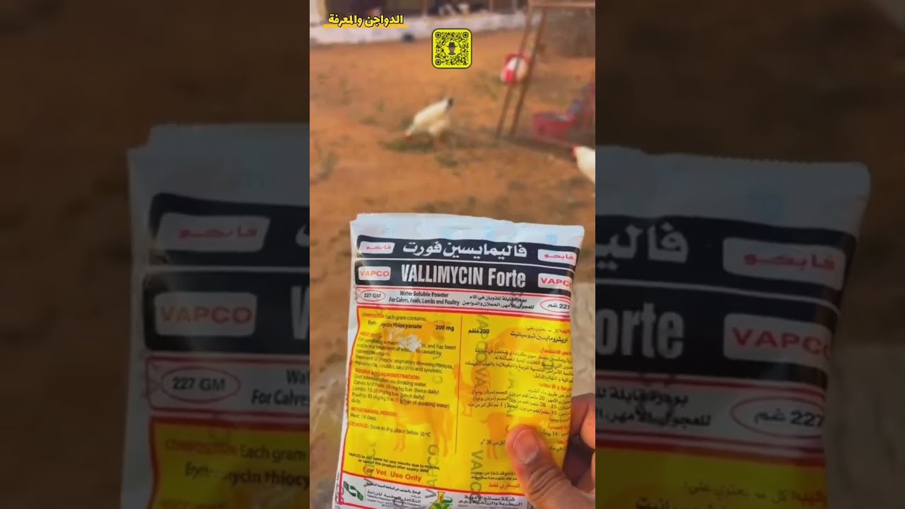 يومياتي عند الدجاج(3) أسئلة وأجوبة مع المتابعين