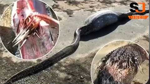 Python which swallowed a 13 8kg porcupine died a painful death
