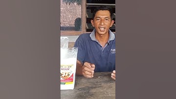 Thumbnail of Cara Pembuatan Tepung Mocaf #singkong #tepungmocaf #cara