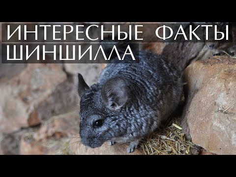 Видео: 6 забавных фактов о шиншиллах