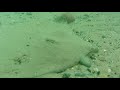 Thornback ray, Kerry, Ireland