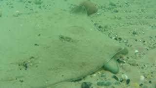 Thornback ray, Kerry, Ireland