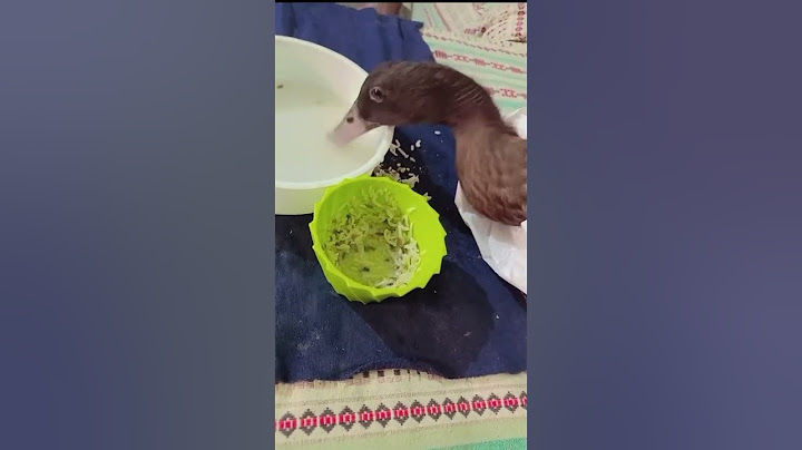 HUNGRY Duck is Desperate to Eat   #duck #cute #love #pets #bird