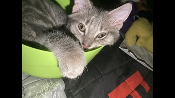 Dream SMP reacts to their IRL selves