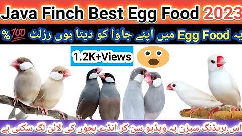 Java Bird Best Egg Food || How to Make Bird Soft Food || Java Sparrow Breeding Season Egg Food