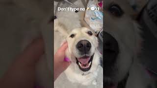 Don’t type no 👀🐶💬 #dogs #dogshorts #dogsofyoutube #cutedogs #funnydogs #pets #funnypets #fyp