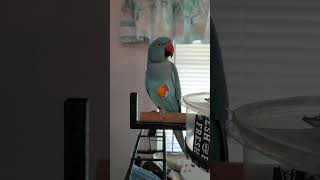 Parrot:  One Proud Bird finds candy.