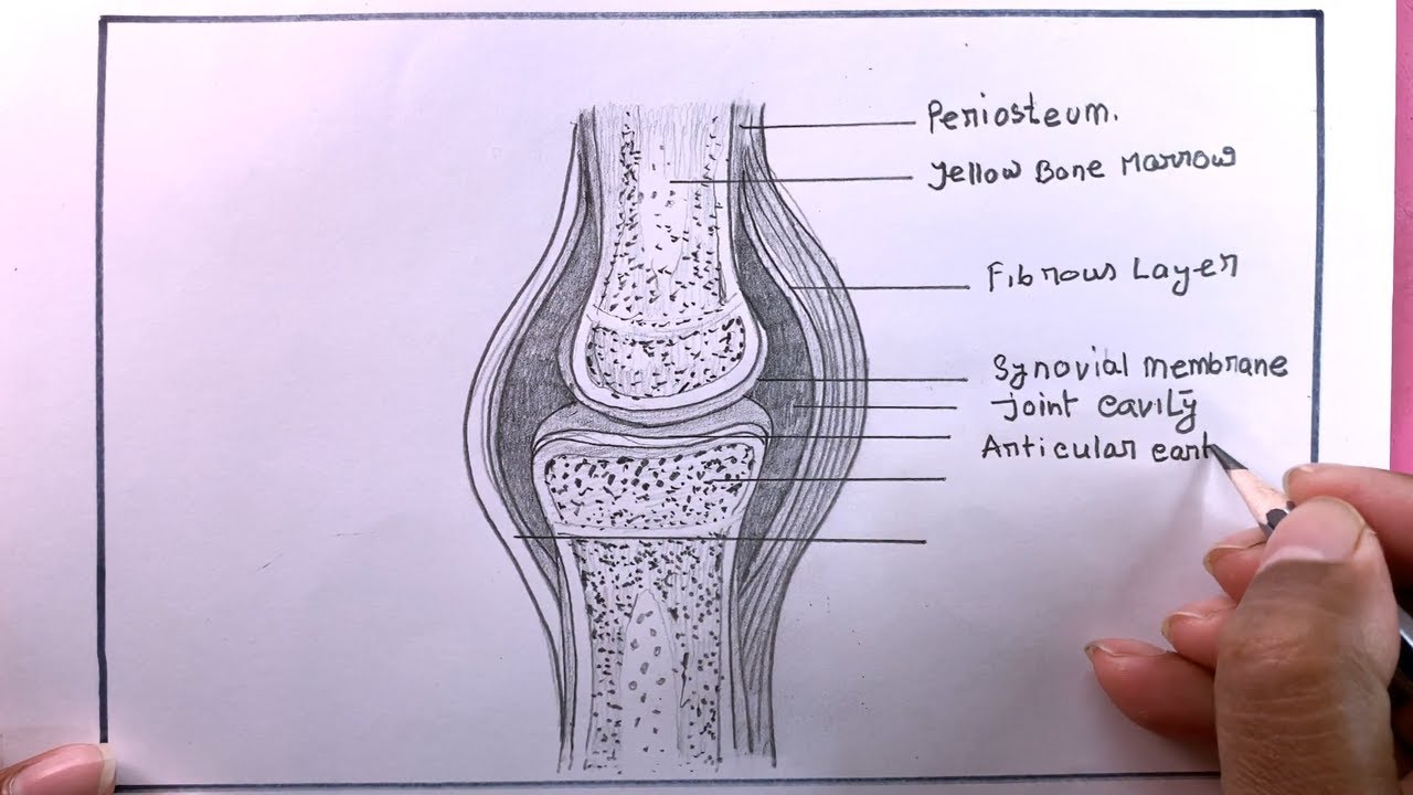 What Makes A PERFECT Synovial Joint Drawing/synovial joint Drawing ...