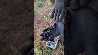 Catfish Bubber Takım ile yayın avı / Sezon açılışı