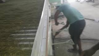 Suman Gravity Separator for Moong. [5 Fan]