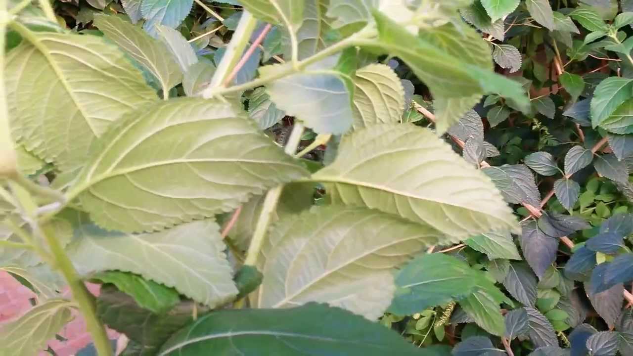 Lantana potatura casaegiardino.it youtube Come potare gerani