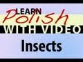 Learn Polish with Video - Insects