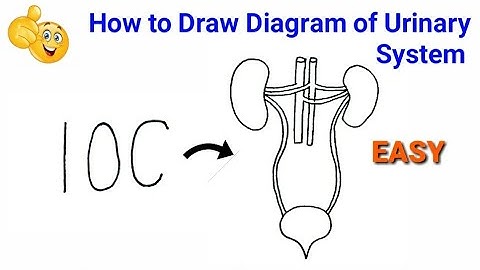 how to draw urinary system | how to draw human urinary system | how to draw urinary system diagram