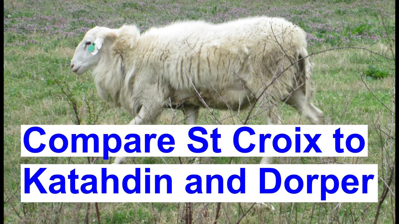 Parasite Resistant Sheep: Scientific Study Comparing St Croix, Katahdin and Dorper Sheep (Updated)
