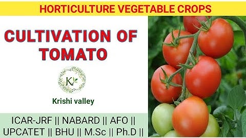 CULTIVATION OF TOMATO / HORTICULTURE VEGETABLE CROP / ICAR-JRF / BHU / UPCTAT / M.Sc /Ph.D