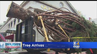 60-Foot Tree For Faneuil Hall Marketplace Spectacular Arrives In Boston