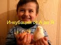 Инкубация куриных яиц от А до Я .Январь 2017 года.