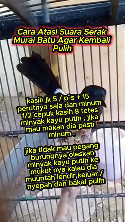 Cara Atasi Suara Serak Murai Batu Agar Kembali Pulih #muraibatu