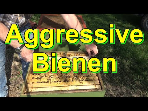 Video: Sind Bienenschwärme aggressiv?