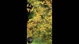 Free Music | Slowly Until We Get There by Joey Pecoraro | No Copyright #shoorts