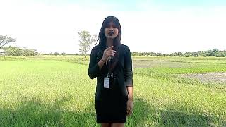 GROUP 2 NEWSCASTING (Grade 10 Tulips)