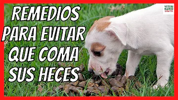 ¿Qué puedo rociar en las cacas de mis perros para que dejen de comer?