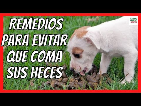 Video: Remedios caseros para comer en heces en perros