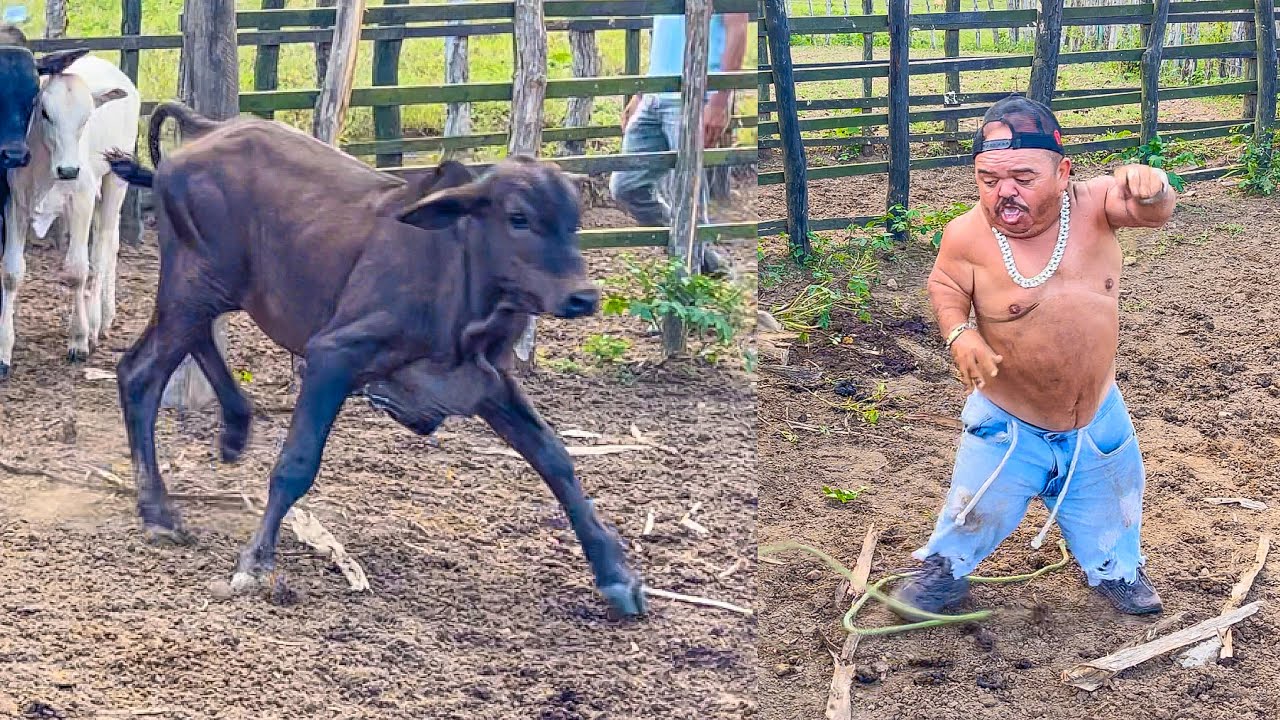 PILILIU SE ARRISCA PEGAR BEZERRO BRAVO PELA MORENA | PILILIU DA RESENHA