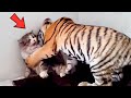 孤児の子トラを大切に育てた母猫。成長して５年ぶりに猫と再会した時、虎の反応に涙が溢れる【感動】