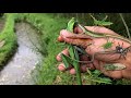 Hunting insectscatch grasshopper katydid mantis cicada jump spider grass lizard chameleon
