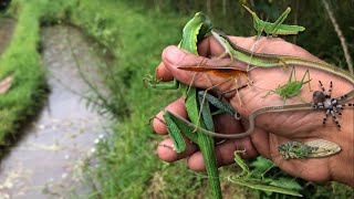 Hunting insects‼catch grasshopper, katydid, mantis, cicada, jump spider, grass lizard, chameleon