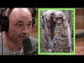 Joe Rogan | Chimps Are Vicious!!