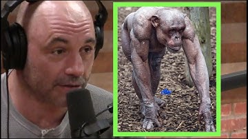 Joe Rogan | Chimps Are Vicious!!