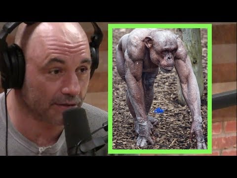 chimpanzee cake birthday guy craziest tail across come while story