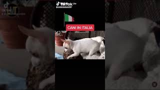 Canni in Italia, canni in rossia