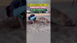 俩小孩哥和狗狗在沙滩上玩要,狗狗刨沙扔到小孩哥身上,两边胜负欲瞬间就来了 #shortvideo #cute #funny #搞笑