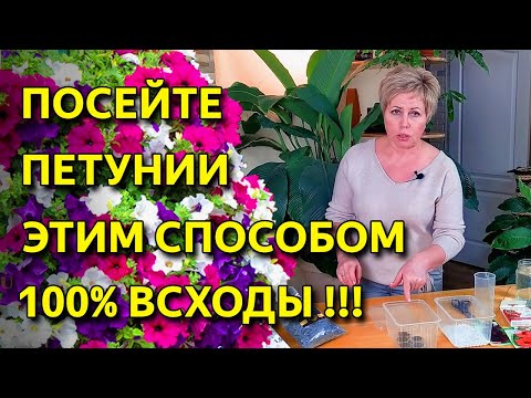 Как правильно посеять петунии. ПОСЕВ ПЕТУНИЙ удаётся всегда! Будете с цветами!