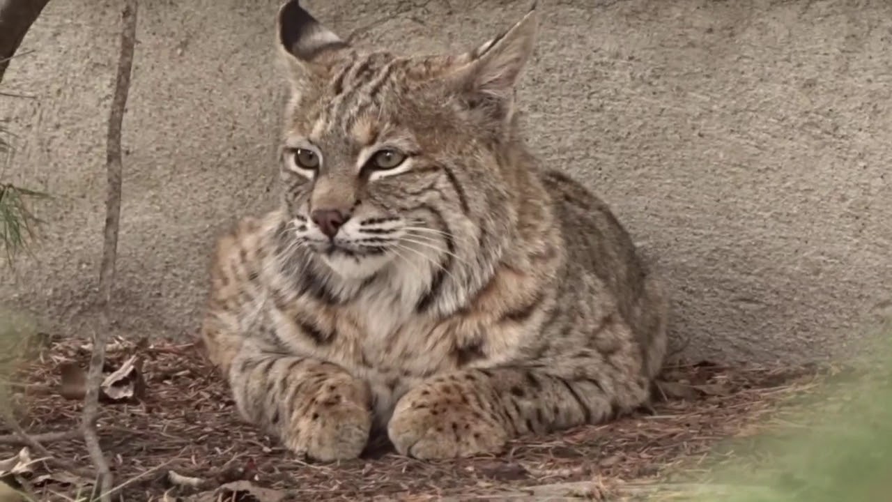 Bobcat in Calgary 2019 - YouTube
